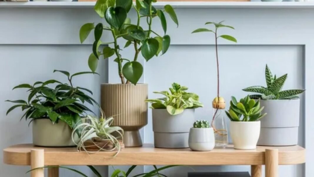 Ideas for decor
