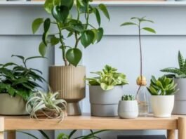 Ideas for decor